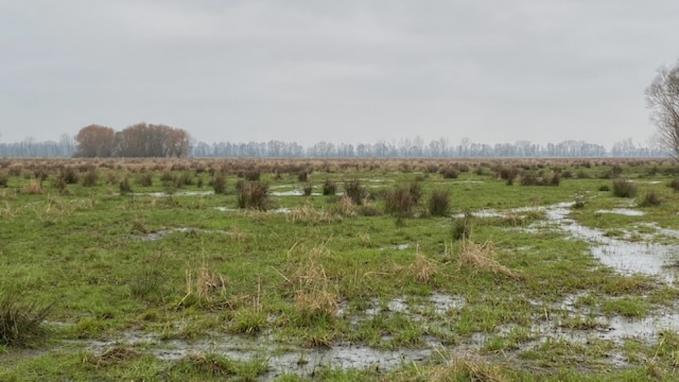 Drained peatland in Brandenburg is often used for agriculture and as grassland.